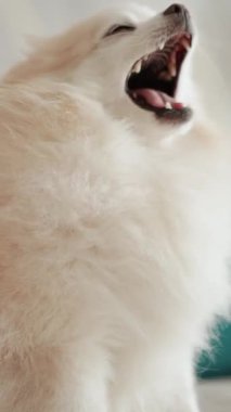 Pomeranian Spitz köpeği. Sahibi evcil hayvanının tüylü beyaz tüylerini tarıyor. Küçük sevimli hayvan yavrusu kameraya bakıyor.