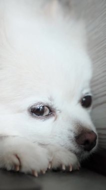 Pomeranian Spitz köpeği. Sahibi evcil hayvanının tüylü beyaz tüylerini tarıyor. Küçük sevimli hayvan yavrusu kameraya bakıyor.