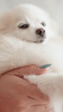Pomeranian Spitz köpeği. Sahibi evcil hayvanının tüylü beyaz tüylerini tarıyor. Küçük sevimli hayvan yavrusu kameraya bakıyor.