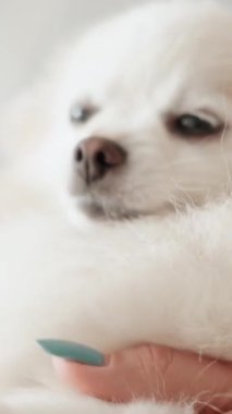 Pomeranian Spitz köpeği. Sahibi evcil hayvanının tüylü beyaz tüylerini tarıyor. Küçük sevimli hayvan yavrusu kameraya bakıyor.