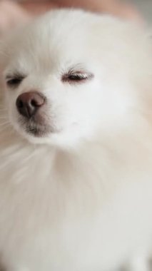 Pomeranian Spitz köpeği. Sahibi evcil hayvanının tüylü beyaz tüylerini tarıyor. Küçük sevimli hayvan yavrusu kameraya bakıyor.