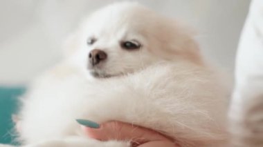 Pomeranian Spitz köpeği. Sahibi evcil hayvanının tüylü beyaz tüylerini tarıyor. Küçük sevimli hayvan yavrusu kameraya bakıyor.
