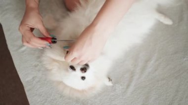 Pomeranian Spitz köpeği. Sahibi evcil hayvanının tüylü beyaz tüylerini tarıyor. Küçük sevimli hayvan yavrusu kameraya bakıyor.