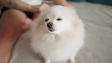 Pomeranian Spitz köpeği. Sahibi evcil hayvanının tüylü beyaz tüylerini tarıyor. Küçük sevimli hayvan yavrusu kameraya bakıyor.