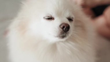 Pomeranian Spitz köpeği. Sahibi evcil hayvanının tüylü beyaz tüylerini tarıyor. Küçük sevimli hayvan yavrusu kameraya bakıyor.