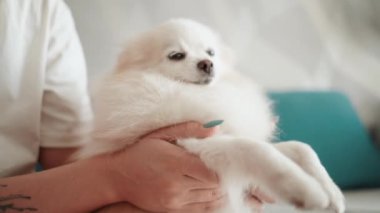 Pomeranian Spitz köpeği. Sahibi evcil hayvanının tüylü beyaz tüylerini tarıyor. Küçük sevimli hayvan yavrusu kameraya bakıyor.