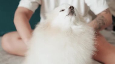 Pomeranian Spitz köpeği. Sahibi evcil hayvanının tüylü beyaz tüylerini tarıyor. Küçük sevimli hayvan yavrusu kameraya bakıyor.