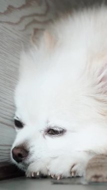 Pomeranian Spitz köpeği. Sahibi evcil hayvanının tüylü beyaz tüylerini tarıyor. Küçük sevimli hayvan yavrusu kameraya bakıyor.