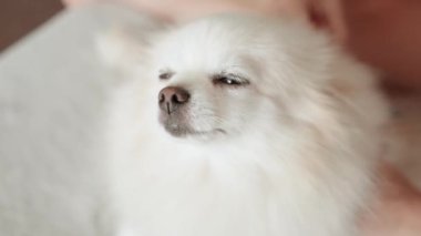Pomeranian Spitz köpeği. Sahibi evcil hayvanının tüylü beyaz tüylerini tarıyor. Küçük sevimli hayvan yavrusu kameraya bakıyor.