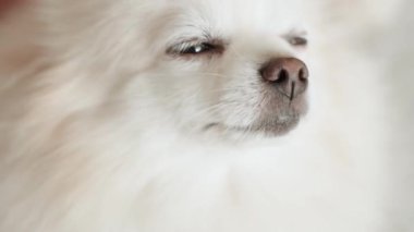 Pomeranian Spitz köpeği. Sahibi evcil hayvanının tüylü beyaz tüylerini tarıyor. Küçük sevimli hayvan yavrusu kameraya bakıyor.