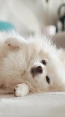 Pomeranian Spitz köpeği. Sahibi evcil hayvanının tüylü beyaz tüylerini tarıyor. Küçük sevimli hayvan yavrusu kameraya bakıyor.