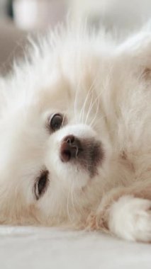 Pomeranian Spitz köpeği. Sahibi evcil hayvanının tüylü beyaz tüylerini tarıyor. Küçük sevimli hayvan yavrusu kameraya bakıyor.