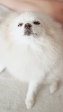 Pomeranian Spitz köpeği. Sahibi evcil hayvanının tüylü beyaz tüylerini tarıyor. Küçük sevimli hayvan yavrusu kameraya bakıyor.