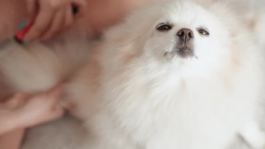 Pomeranian Spitz köpeği. Sahibi evcil hayvanının tüylü beyaz tüylerini tarıyor. Küçük sevimli hayvan yavrusu kameraya bakıyor.