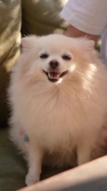 Güzel, genç bir kız bir kafede sevimli tüylü köpeğiyle kahve içiyor. Pomeranya cinsinden küçük bir hayvan. Yaz sıcağı dışarıda güneşli hava