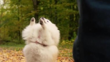 Parkta genç kız sahibiyle yürüyüşe çıkmış sevimli tüylü bir köpek yavrusu. Köpek soyu Pomeranian Spitz. Ormanda sarı sonbahar yaprakları