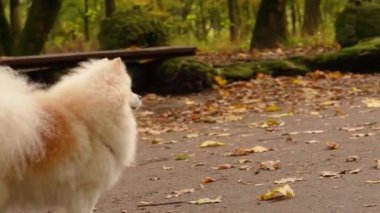 Parkta genç kız sahibiyle yürüyüşe çıkmış sevimli tüylü bir köpek yavrusu. Köpek soyu Pomeranian Spitz. Ormanda sarı sonbahar yaprakları