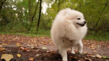 Parkta genç kız sahibiyle yürüyüşe çıkmış sevimli tüylü bir köpek yavrusu. Köpek soyu Pomeranian Spitz. Ormanda sarı sonbahar yaprakları