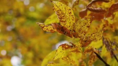 Sarı yaprakları ve ağaçları olan sonbahar ormanı. Açık hava parkı atmosferi, temiz hava ve vahşi doğa. Yerden düşen portakal yaprakları