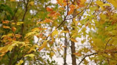 Sarı yaprakları ve ağaçları olan sonbahar ormanı. Açık hava parkı atmosferi, temiz hava ve vahşi doğa. Yerden düşen portakal yaprakları