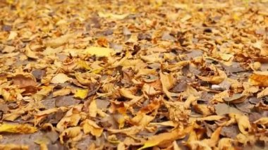 Sarı yaprakları ve ağaçları olan sonbahar ormanı. Açık hava parkı atmosferi, temiz hava ve vahşi doğa. Yerden düşen portakal yaprakları