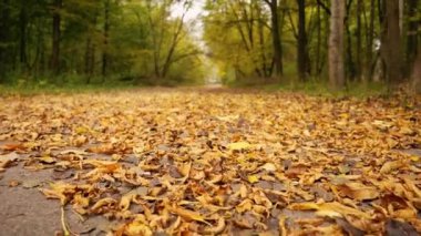 Sarı yaprakları ve ağaçları olan sonbahar ormanı. Açık hava parkı atmosferi, temiz hava ve vahşi doğa. Yerden düşen portakal yaprakları