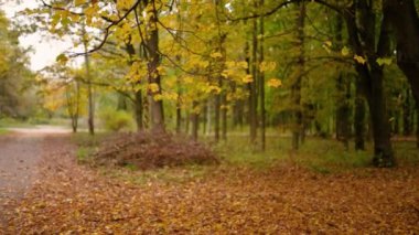Sarı yaprakları ve ağaçları olan sonbahar ormanı. Açık hava parkı atmosferi, temiz hava ve vahşi doğa. Yerden düşen portakal yaprakları