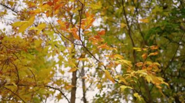 Sarı yaprakları ve ağaçları olan sonbahar ormanı. Açık hava parkı atmosferi, temiz hava ve vahşi doğa. Yerden düşen portakal yaprakları