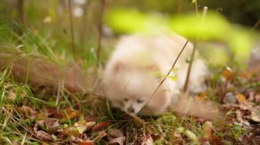 Parkta genç kız sahibiyle yürüyüşe çıkmış sevimli tüylü bir köpek yavrusu. Köpek soyu Pomeranian Spitz. Ormanda sarı sonbahar yaprakları