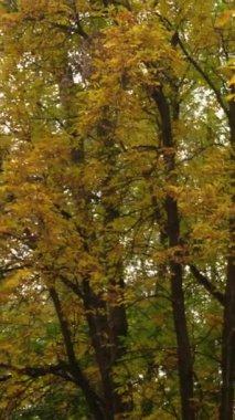 Sarı yaprakları ve ağaçları olan sonbahar ormanı. Açık hava parkı atmosferi, temiz hava ve vahşi doğa. Yerden düşen portakal yaprakları