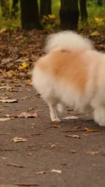 Parkta genç kız sahibiyle yürüyüşe çıkmış sevimli tüylü bir köpek yavrusu. Köpek soyu Pomeranian Spitz. Ormanda sarı sonbahar yaprakları
