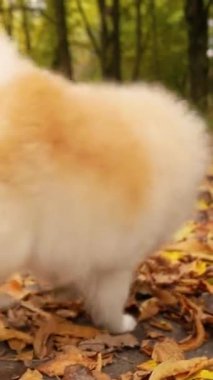 Parkta genç kız sahibiyle yürüyüşe çıkmış sevimli tüylü bir köpek yavrusu. Köpek soyu Pomeranian Spitz. Ormanda sarı sonbahar yaprakları