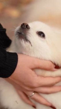 Parkta genç kız sahibiyle yürüyüşe çıkmış sevimli tüylü bir köpek yavrusu. Köpek soyu Pomeranian Spitz. Ormanda sarı sonbahar yaprakları