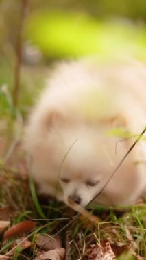 Parkta genç kız sahibiyle yürüyüşe çıkmış sevimli tüylü bir köpek yavrusu. Köpek soyu Pomeranian Spitz. Ormanda sarı sonbahar yaprakları