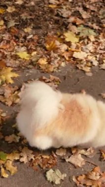 Parkta genç kız sahibiyle yürüyüşe çıkmış sevimli tüylü bir köpek yavrusu. Köpek soyu Pomeranian Spitz. Ormanda sarı sonbahar yaprakları