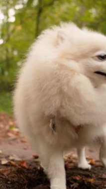 Parkta genç kız sahibiyle yürüyüşe çıkmış sevimli tüylü bir köpek yavrusu. Köpek soyu Pomeranian Spitz. Ormanda sarı sonbahar yaprakları