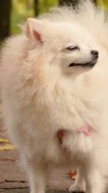 Parkta genç kız sahibiyle yürüyüşe çıkmış sevimli tüylü bir köpek yavrusu. Köpek soyu Pomeranian Spitz. Ormanda sarı sonbahar yaprakları