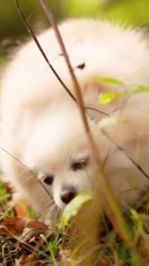 Parkta genç kız sahibiyle yürüyüşe çıkmış sevimli tüylü bir köpek yavrusu. Köpek soyu Pomeranian Spitz. Ormanda sarı sonbahar yaprakları