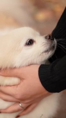 Parkta genç kız sahibiyle yürüyüşe çıkmış sevimli tüylü bir köpek yavrusu. Köpek soyu Pomeranian Spitz. Ormanda sarı sonbahar yaprakları