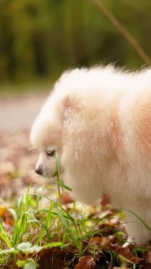 Parkta genç kız sahibiyle yürüyüşe çıkmış sevimli tüylü bir köpek yavrusu. Köpek soyu Pomeranian Spitz. Ormanda sarı sonbahar yaprakları