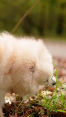 Parkta genç kız sahibiyle yürüyüşe çıkmış sevimli tüylü bir köpek yavrusu. Köpek soyu Pomeranian Spitz. Ormanda sarı sonbahar yaprakları. Yüksek kaliteli FullHD görüntüler