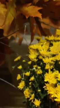 Sarı sonbahar çiçeği desenli güzel bir Cadılar Bayramı süsü ve yakın plan taç yaprakları. Yüksek kaliteli FullHD görüntüler