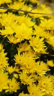 Sarı sonbahar çiçeği desenli güzel bir Cadılar Bayramı süsü ve yakın plan taç yaprakları. Yüksek kaliteli FullHD görüntüler