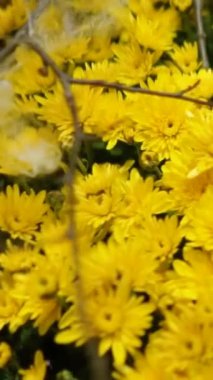 Sarı sonbahar çiçeği desenli güzel bir Cadılar Bayramı süsü ve yakın plan taç yaprakları. Yüksek kaliteli FullHD görüntüler