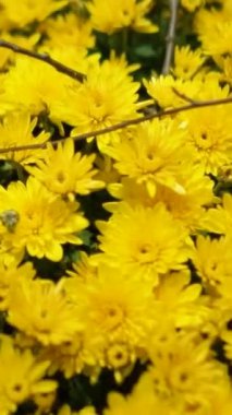 Sarı sonbahar çiçeği desenli güzel bir Cadılar Bayramı süsü ve yakın plan taç yaprakları. Yüksek kaliteli FullHD görüntüler