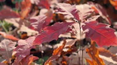 Sarı yaprakları ve ağaçları olan sonbahar ormanı. Açık hava parkı atmosferi, temiz hava ve vahşi doğa. Yerden düşen portakal yaprakları. Yüksek kaliteli FullHD görüntüler