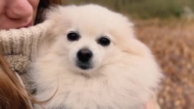 Parkta genç kız sahibiyle yürüyüşe çıkmış sevimli tüylü bir köpek yavrusu. Köpek soyu Pomeranian Spitz. Ormanda sarı sonbahar yaprakları. Yüksek kaliteli FullHD görüntüler