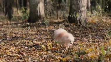 Parkta genç kız sahibiyle yürüyüşe çıkmış sevimli tüylü bir köpek yavrusu. Köpek soyu Pomeranian Spitz. Ormanda sarı sonbahar yaprakları. Yüksek kaliteli FullHD görüntüler