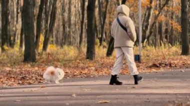 Parkta genç kız sahibiyle yürüyüşe çıkmış sevimli tüylü bir köpek yavrusu. Köpek soyu Pomeranian Spitz. Ormanda sarı sonbahar yaprakları. Yüksek kaliteli FullHD görüntüler