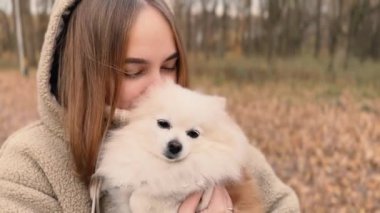 Parkta genç kız sahibiyle yürüyüşe çıkmış sevimli tüylü bir köpek yavrusu. Köpek soyu Pomeranian Spitz. Ormanda sarı sonbahar yaprakları. Yüksek kaliteli FullHD görüntüler